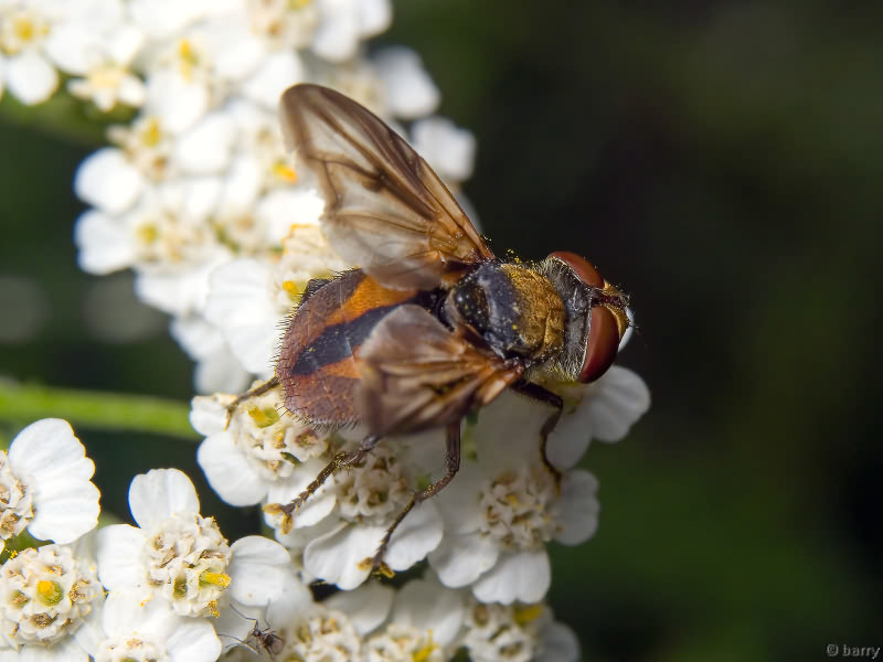 Ectophasia crassipennis (Fabricius, 1794)